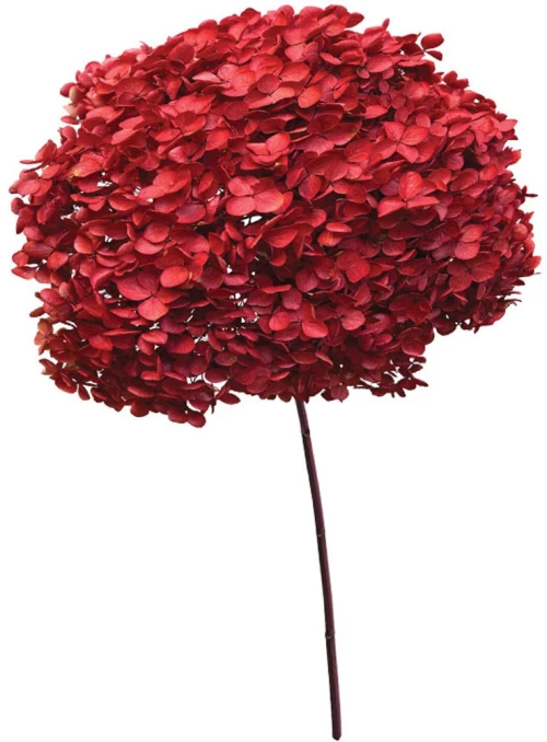 Αποξηραμένη Ορτανσία 00-68893-3 55cm Red Marhome